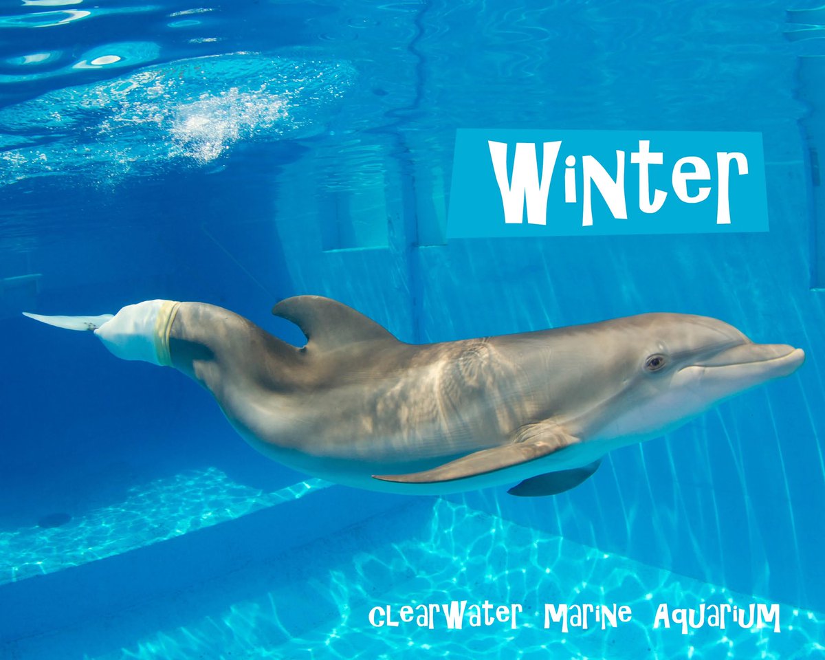 So sad. Just found out that Winter passed away yesterday. If you don’t know her story she lost her tail in a crab trap and was built the very first prosthetic for a dolphin. There’s a movie too. She brought hope to so many worldwide and will be forever missed. RIP Winter 😢
