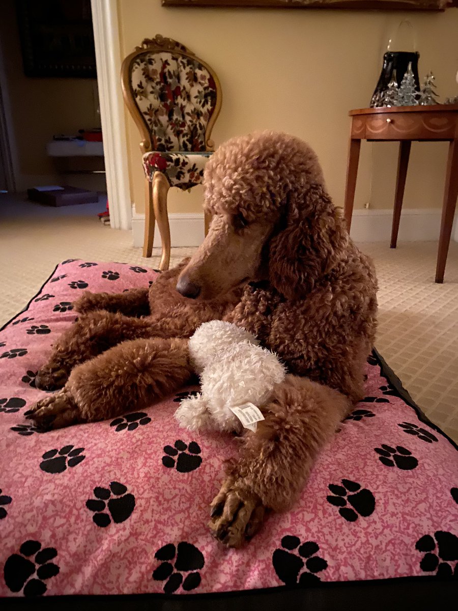 JudgeJeanine's tweet photo. Don’t even think about taking Red’s baby from him‼️🐩🐩🐩 https://t.co/TrcgJ8swiR