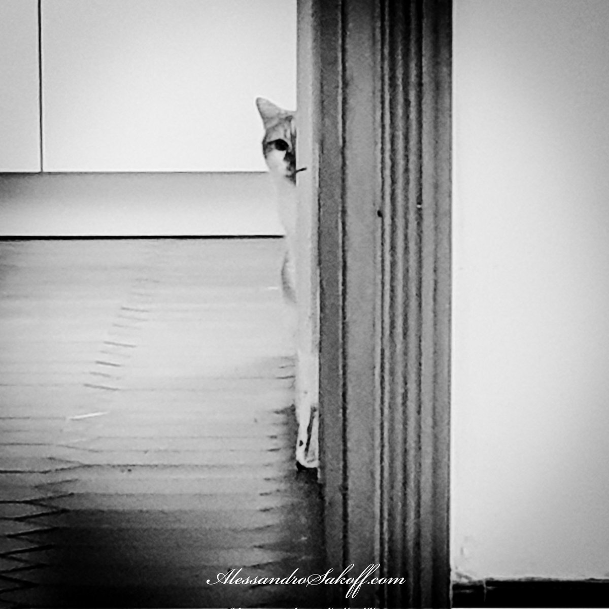 ASakoffVisions's tweet photo. #Model #StalkerCat #Modella #Stalker
#Cat #Cuddles #Gatto #Coccole #Gatta #Kitty #KittyCat #Cats #Kitten #Gattino #CatLovers #CatLife #cuddle #cuddletime #Fluffy #PhotoOfTheDay
#BlackAndWhitePhotography #FotografiaBiancoENero #BiancoENero #BlackAndWhite #Love #CatsOfTwitter https://t.co/tnWWd8yLQy