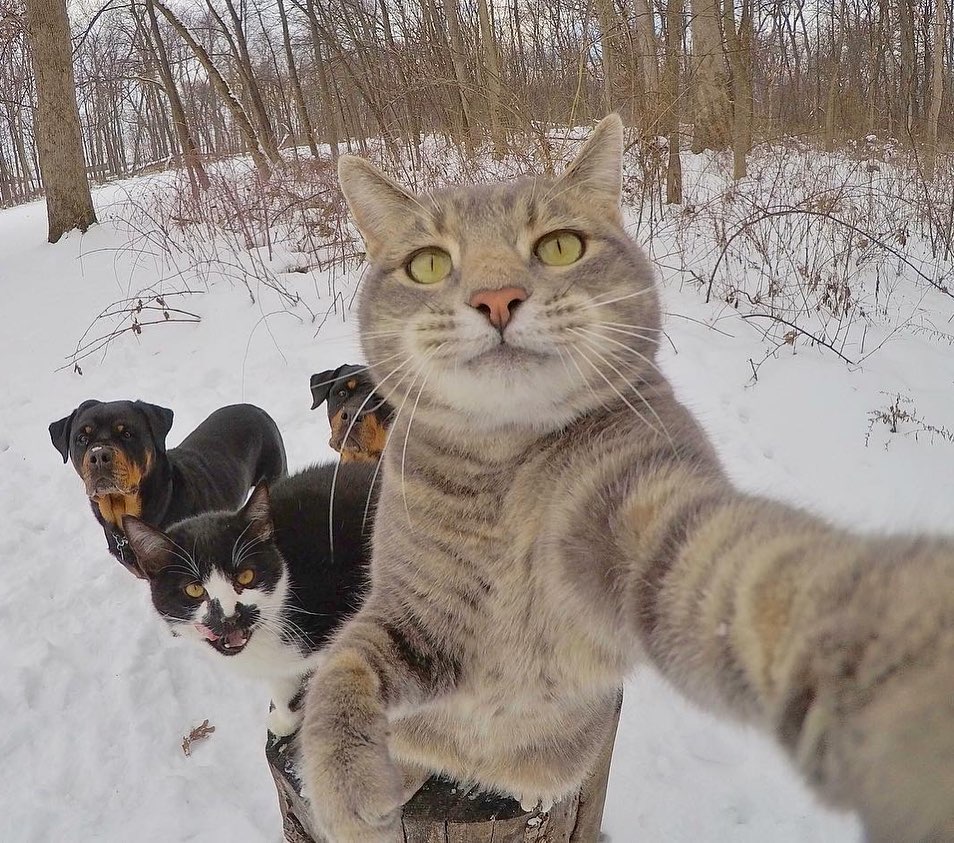 RevistaHogar's tweet photo. ¡Selfie con los amigos🤳🐱🐶!
📸: IG | yoremahm
#Gatos #Perros #Divertido #Humor #Selfie #Fotosgraciosas #Naturaleza #Animales https://t.co/nIZ7E4kQ1f