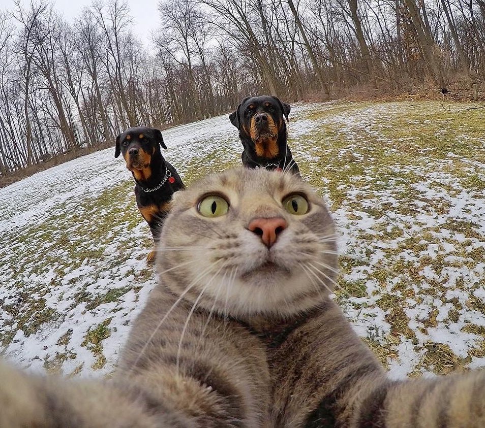 RevistaHogar's tweet photo. ¡Selfie con los amigos🤳🐱🐶!
📸: IG | yoremahm
#Gatos #Perros #Divertido #Humor #Selfie #Fotosgraciosas #Naturaleza #Animales https://t.co/nIZ7E4kQ1f