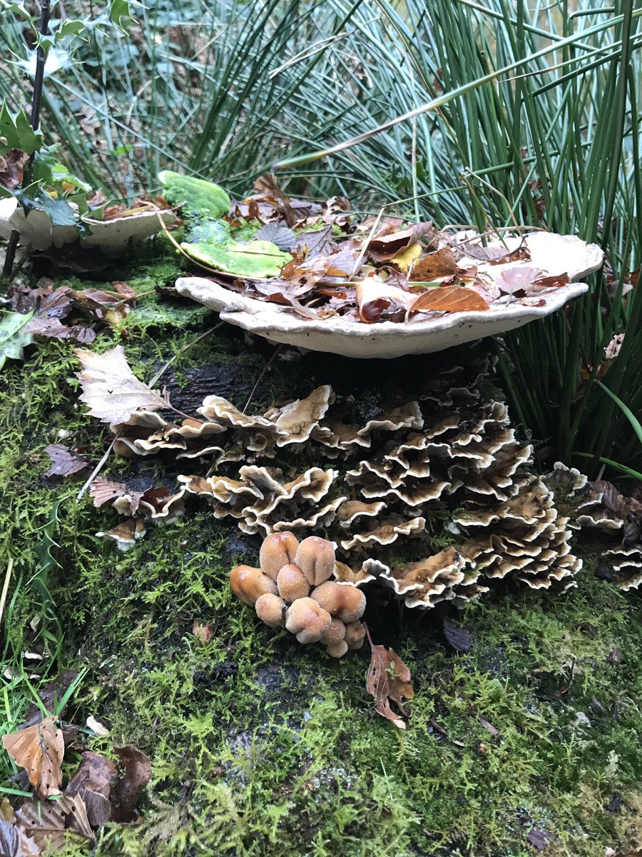 treeruss's tweet photo. Epping Forest fungal riot on rotting tree stump.
Lumpy Bracket, Smoky Bracket, Gilstening Ink Cap & Turkey Tail all feasting together.
#MushroomMagic #EppingForest #TreeFungi #DecayIsGood #DecayFungi #DecayingWood
#Trametes #Bjerkandera #Coprinellus https://t.co/OT6SvCeLhE