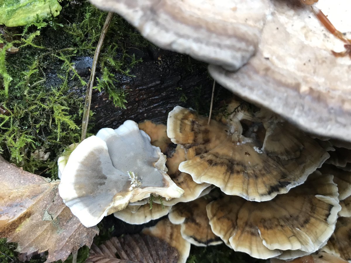 treeruss's tweet photo. Epping Forest fungal riot on rotting tree stump.
Lumpy Bracket, Smoky Bracket, Gilstening Ink Cap & Turkey Tail all feasting together.
#MushroomMagic #EppingForest #TreeFungi #DecayIsGood #DecayFungi #DecayingWood
#Trametes #Bjerkandera #Coprinellus https://t.co/OT6SvCeLhE