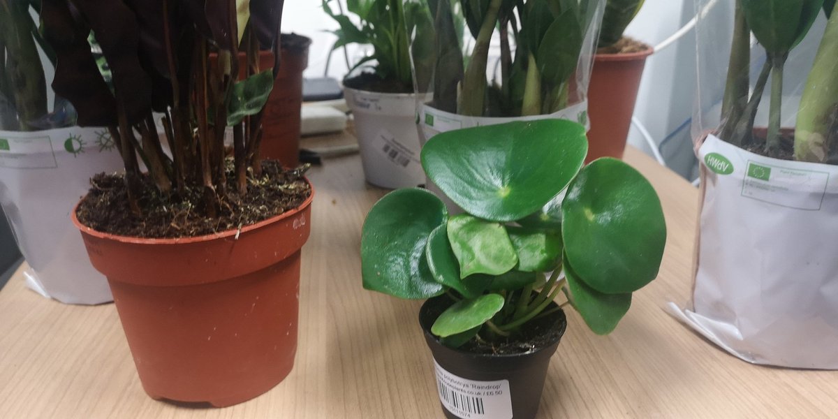 am_innovator's tweet photo. Just taken delivery of our little corner of greenery from #HutchHousePlants (exeter)

Welcome to Room 101 little office friends.

#LetsGetSustainable #COP26 #DownWithCO2 https://t.co/JLaS0kmgPY