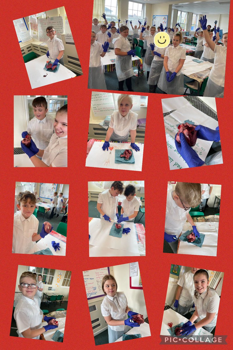 Zircon class enjoyed putting our knowledge to the test when dissecting real life hearts. We’ve been learning all about the different parts of the heart. It was fascinating to see it in real life. 🧑‍⚕️👨‍⚕️🫀🧬🔬 <a href="/PKCKST/">Primary Knowledge Curriculum</a>