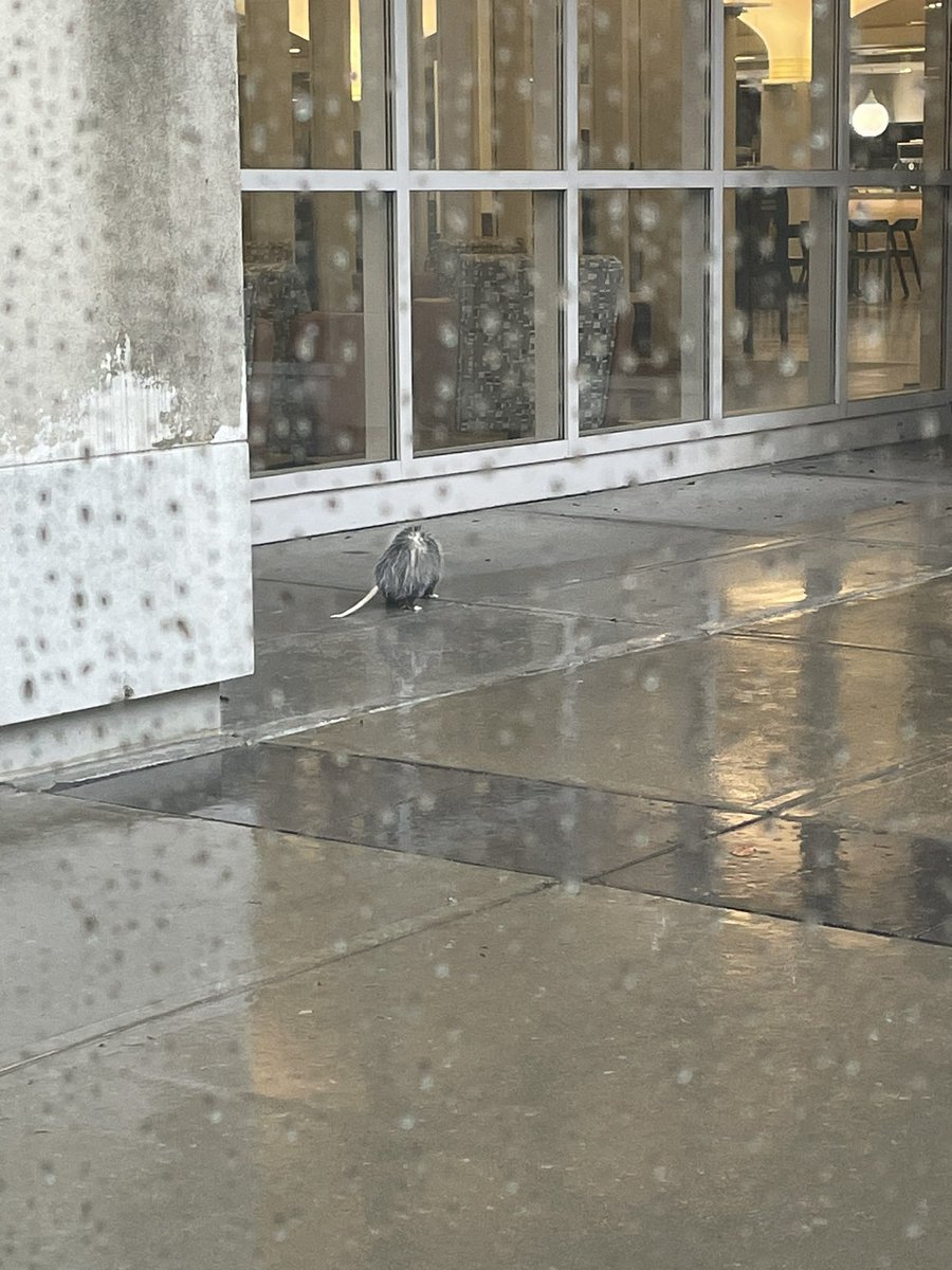 UAlbany_Arch's tweet photo. EVERYBODY STOP WHAT YOURE DOING AND LOOK AT THIS POSSUM, poor babykins is stuck in the courtyard by the CC. I endeavor to be his savior, I named him King Poppy the Possum. https://t.co/iL9FFFMhiE