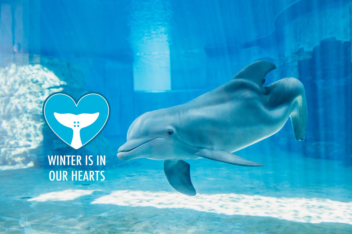 FilmFlorida's tweet photo. Winter will be missed but her legacy of inspiration will live on. #RIPWinter https://t.co/wLdTk1tjSj