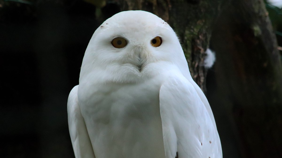 Zoo de La Boissière du Doré tweet media