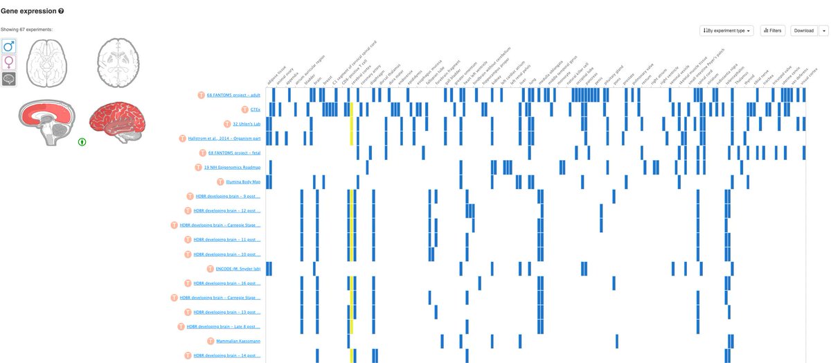 ensembl's tweet photo. We can view the baseline expression from EBI @ExpressionAtlas
for our #Geneoftheweek NDUFS2 in different parts of the human brain. This info is available on the Gene expression page within the @ensembl Gene tab https://t.co/1u0oSALBww https://t.co/8Ch19Nzgg6