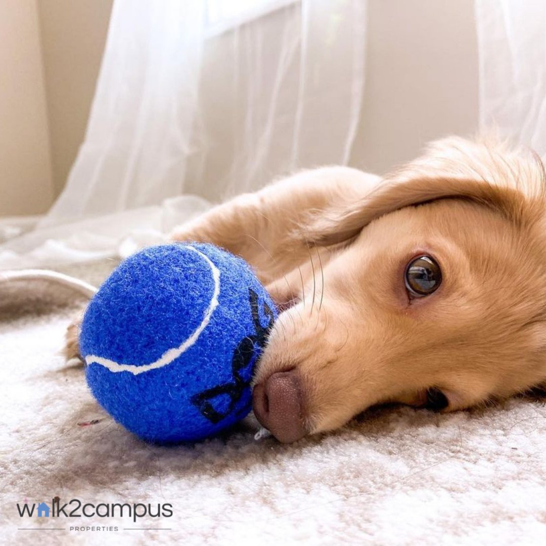 Walk2Campus_Wis's tweet photo. Your fur baby doesn't like moving and neither should you. Renew your lease today! Contact the office today!! https://t.co/tMLBKnCOIs