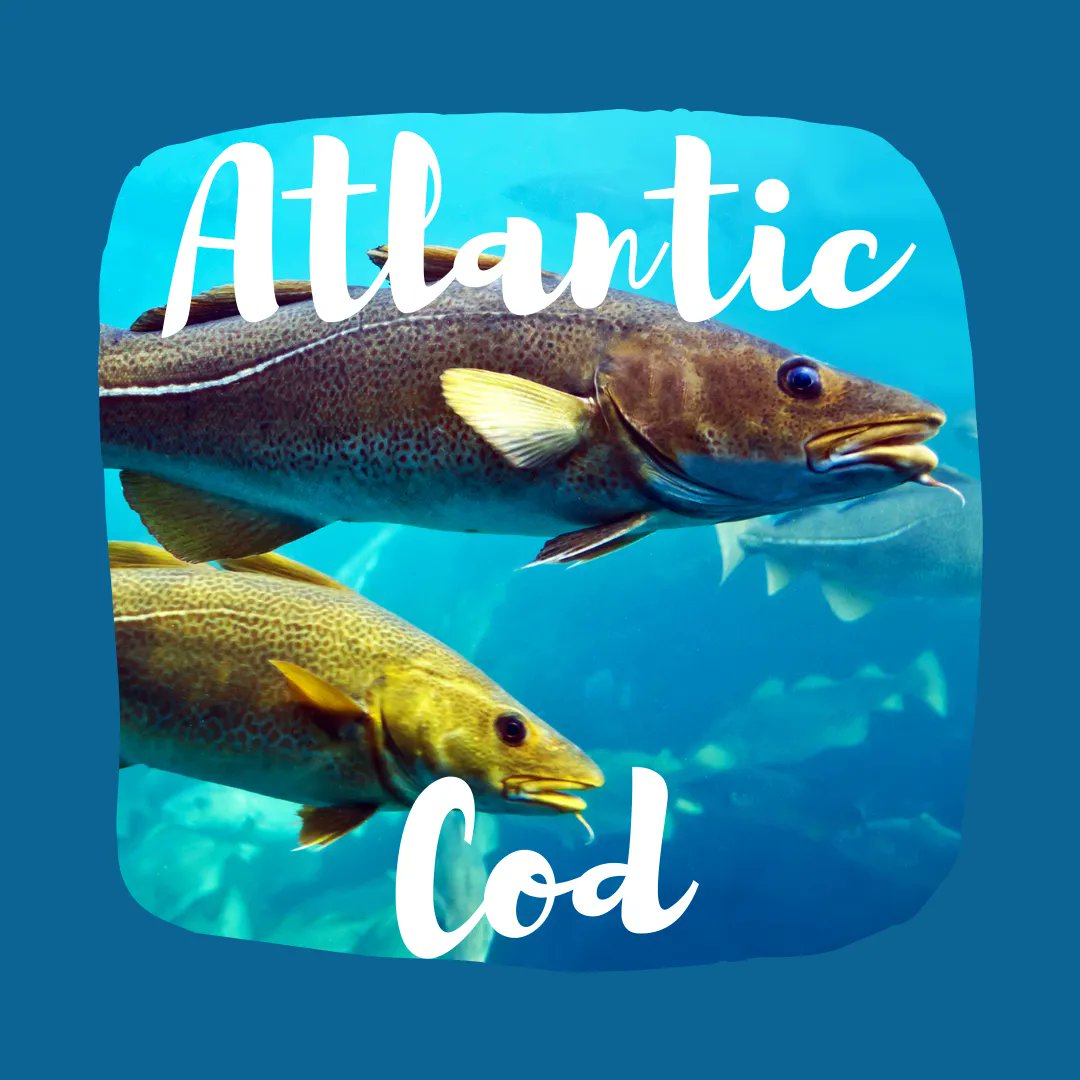 Atlantic Cod is our Catch of the Week for 11/15!