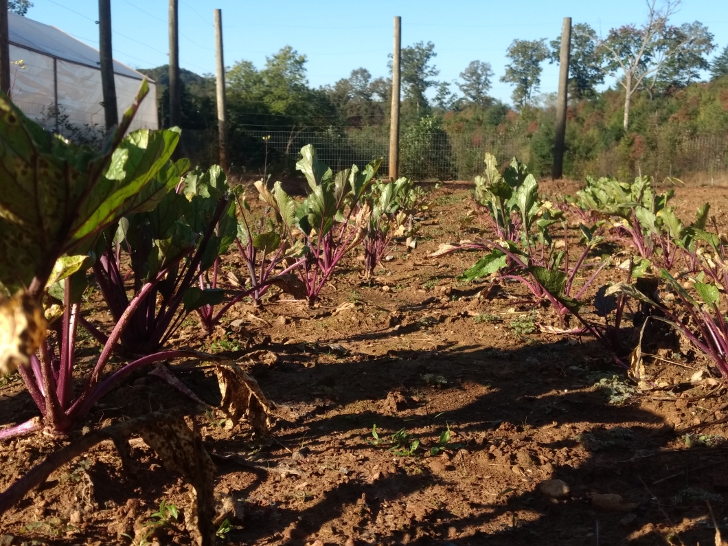 projectchimps's tweet photo. We don't just care for chimpanzees at Project Chimps — we must also care for their food sources, too! In our latest blog, we provide an update on the fall planting going on at Project Harvest!
https://t.co/2KaaCw4PsW
#chimps #chimpanzees #ProjectChimps #ProjectHarvest #garden https://t.co/krCuocMXIV