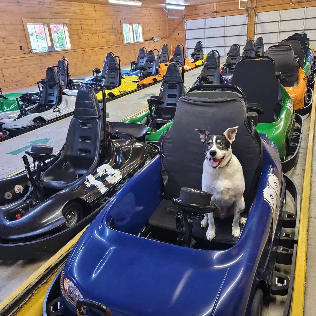 Pip is the newest animal auditioning to become one of our mascots. Is he a keeper, or should we look for another mascot?

#Mascot 
#DogsRule 
#GoKarts 
#Massanutten