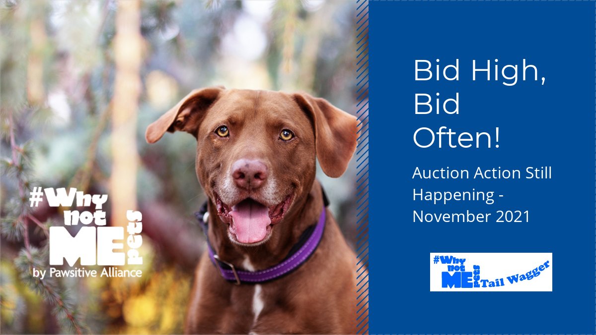 Still time to bid, get in on the action! - mailchi.mp/pawsitiveallia…