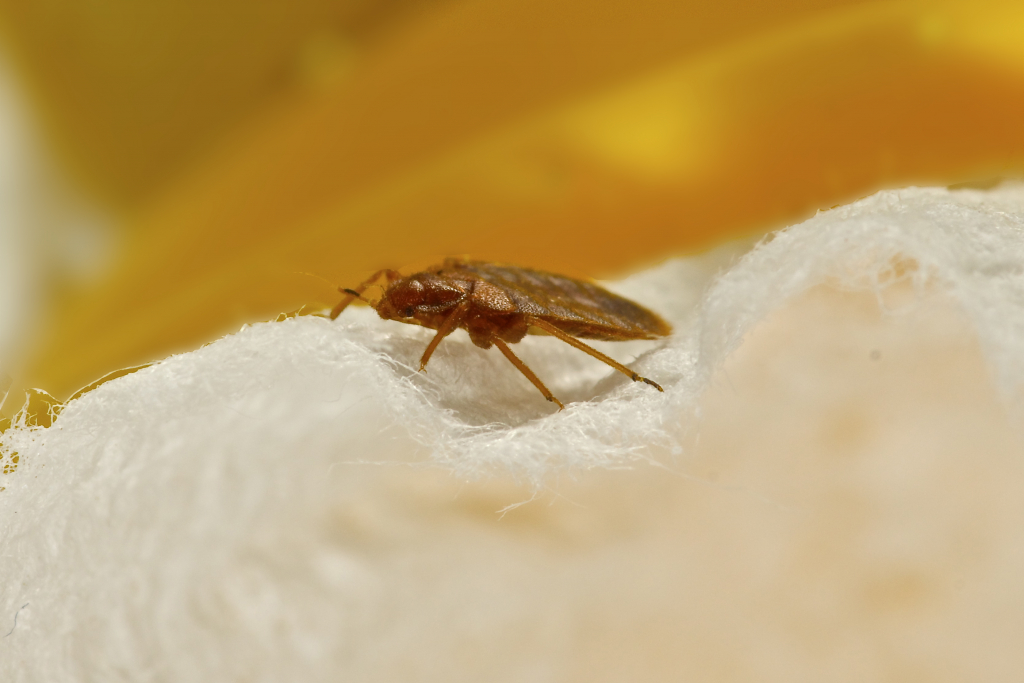 BurnsPest's tweet photo. A bed bug infestation is nothing to sleep on, as when these tiny critters begin nesting, it can be very difficult to get rid of them. Learn more about this pest from Burns, and request an insect control quote online today.

https://t.co/LZ0I8EORhf https://t.co/87ISd2K7jM