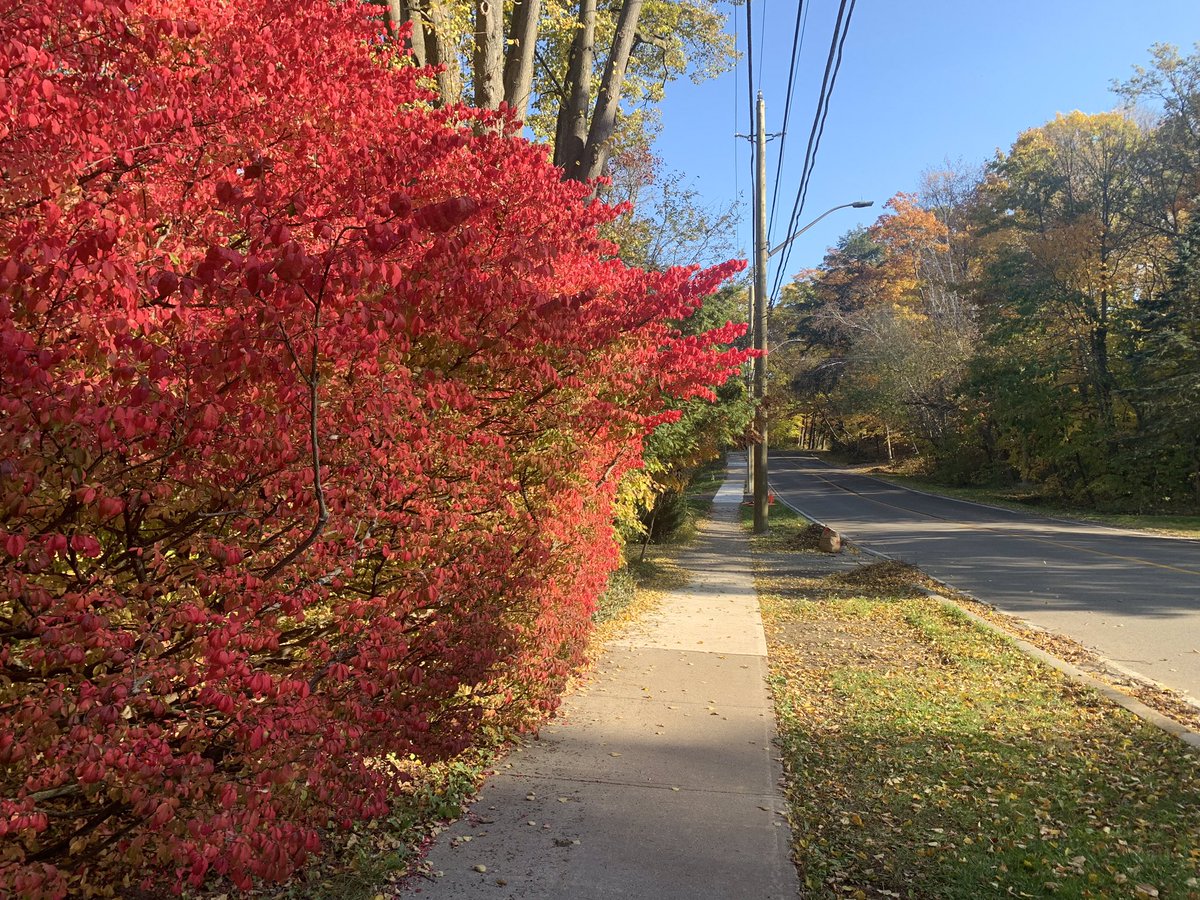 HHDental's tweet photo. Contest Time! Good dental hygiene is one of many parts of a healthy lifestyle, and so is staying active. We challenge you to go for a walk and send us a picture of the fall colours to events@heritagehousedental.ca.
#HHDental #FallColoursChallenge #DentalHygiene https://t.co/jEQ2phrgJi