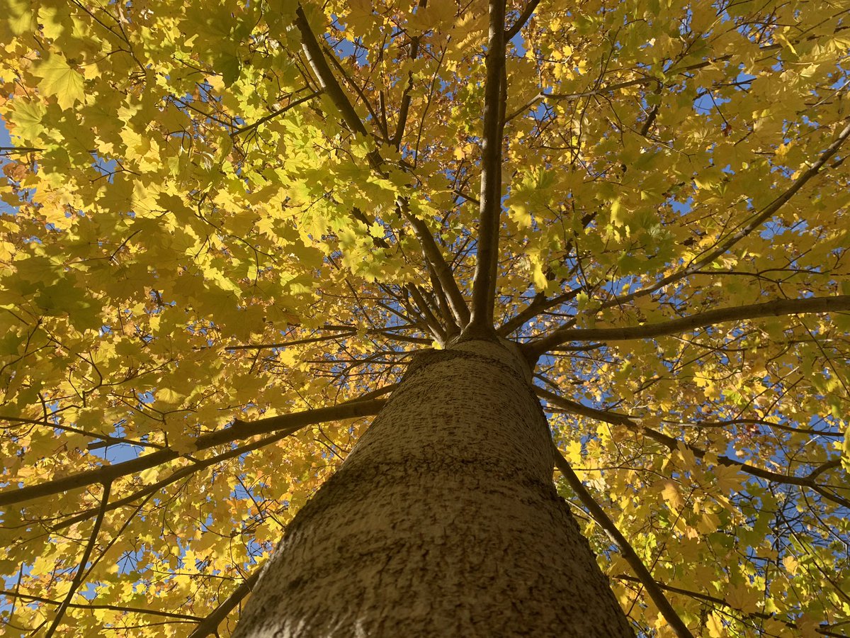 HHDental's tweet photo. Contest Time! Good dental hygiene is one of many parts of a healthy lifestyle, and so is staying active. We challenge you to go for a walk and send us a picture of the fall colours to events@heritagehousedental.ca.
#HHDental #FallColoursChallenge #DentalHygiene https://t.co/jEQ2phrgJi