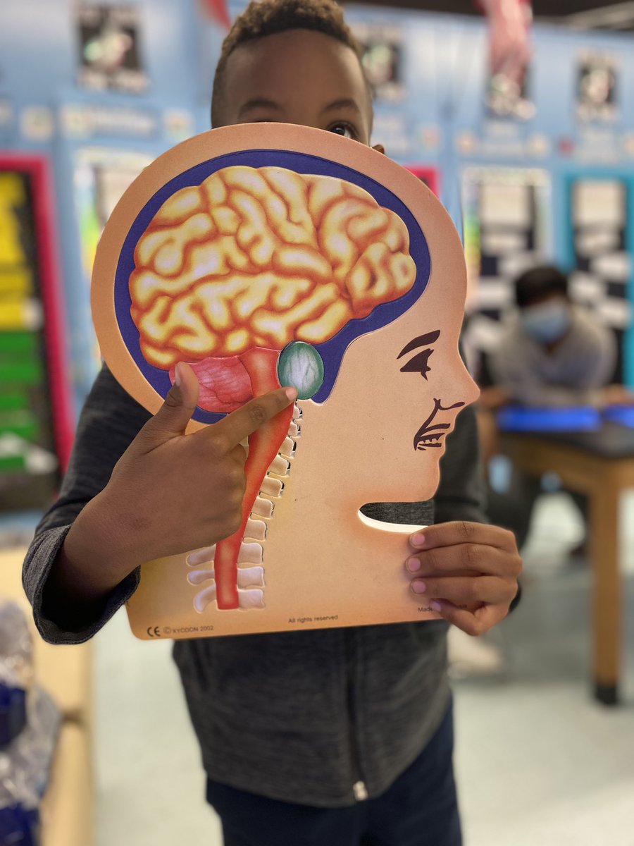 MsRay_Teach's tweet photo. Fourth Grade Medical Scholars learning about procedural memory and the cerebellum @Elrod_HISD @TeamHISD https://t.co/RjIs1sHrHv