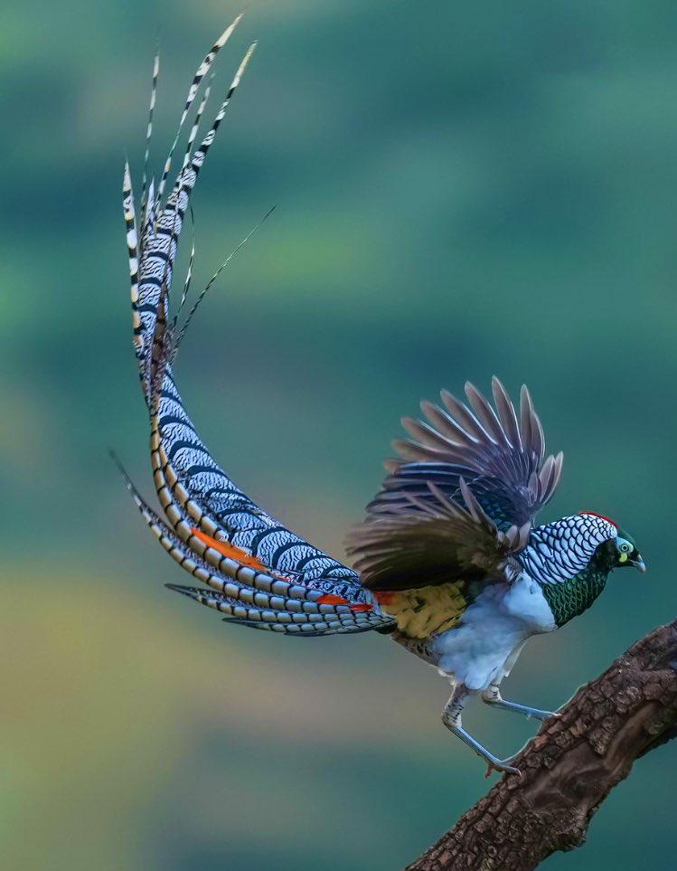 mrtalharajput's tweet photo. #NaturePhotography #nature #birds #love #photography #beauty #beautiful #WorldKindnessDay #JungleCruise https://t.co/cluyFQq3JE