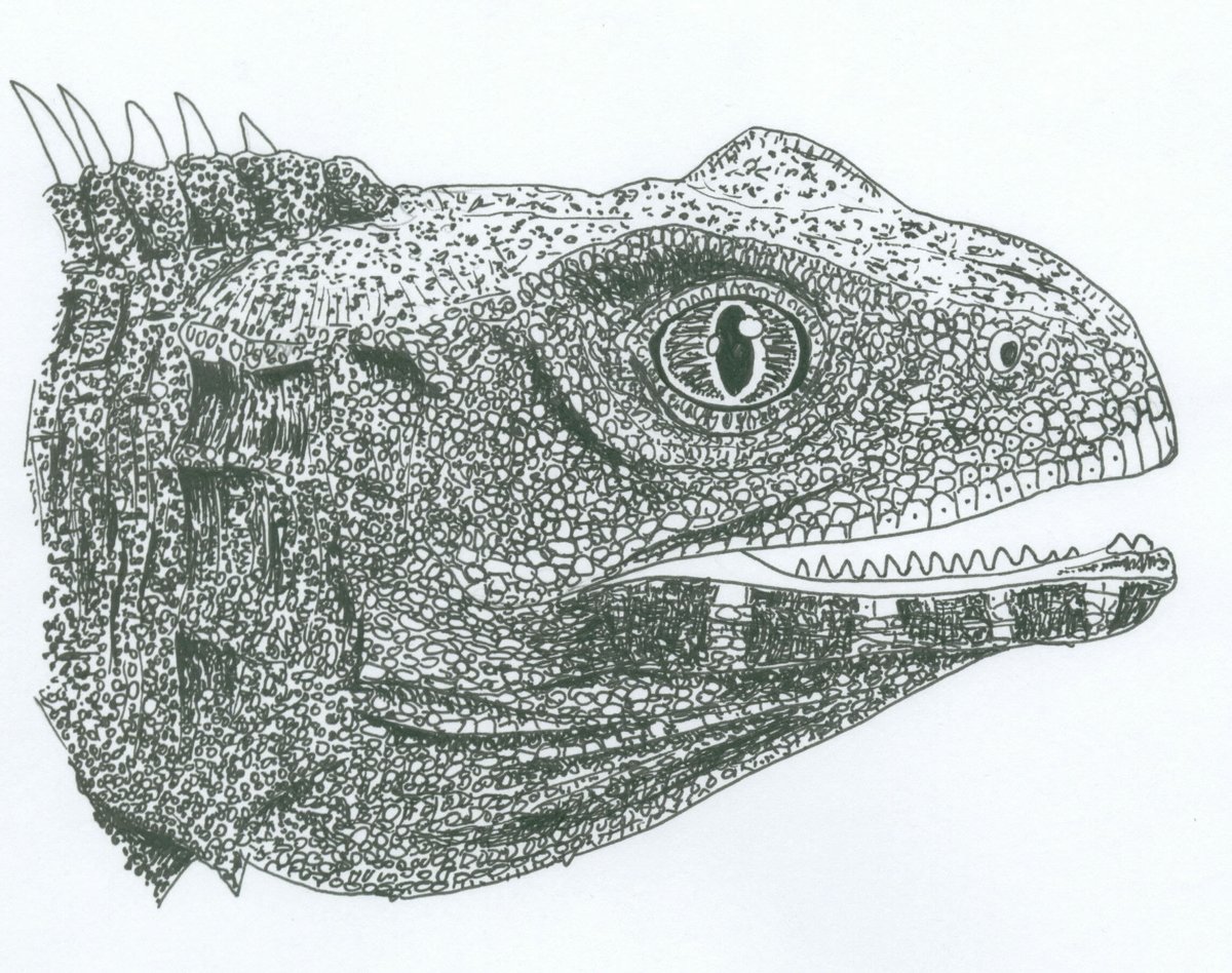 TetZoo's tweet photo. A #Tuatara I drew once. Need to re-scan and tidy it up a bit for modern re-use. How I'd love to see a live Tuatara! #Sphenodon #reptiles https://t.co/ji90qfybYY