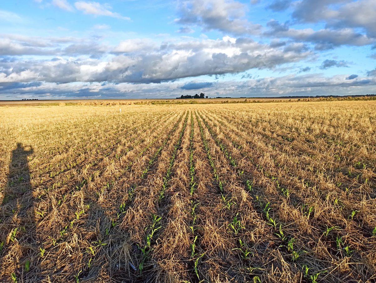 Mauricio García tweet media