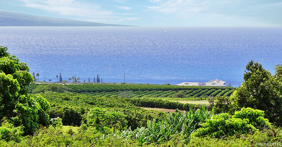 dara_stockton's tweet photo. We're hiring! Interested in a postdoc in Hawai'i? Love studying invasive pest management? Come work with me at the USDA-ARS in Hilo on the big island! We study tropical tephritid fruit flies and avocado lace bugs in tree fruit and vegetable crops.https://t.co/OVSpfiPfXB https://t.co/yFFWWugupD