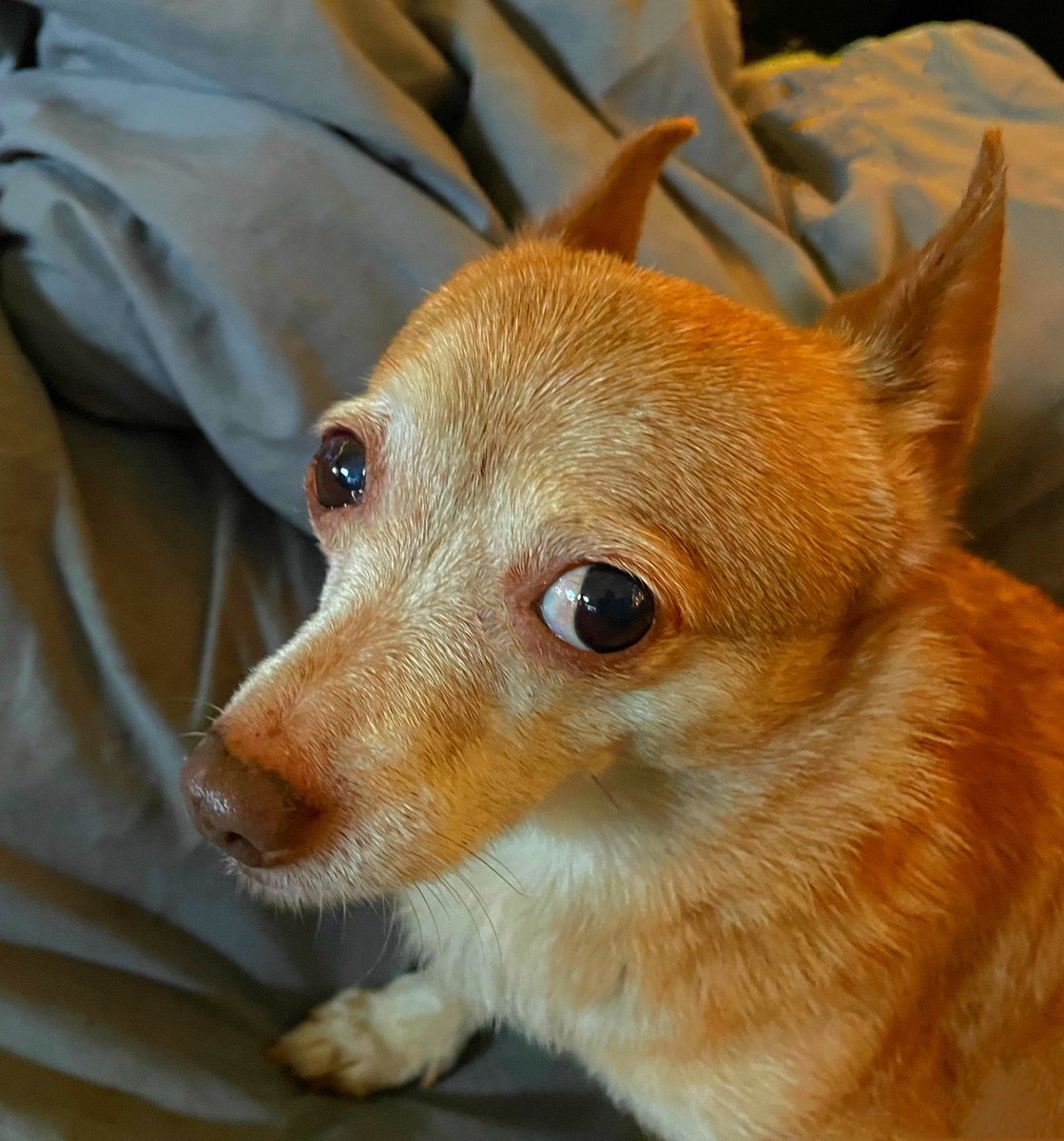 sarahanunn's tweet photo. Why does Wiley always look at me like he is convinced that I am a crazy human?
🤔
#YouMightBeRightIMightBeCrazy #SkepticalFace #Chihuahua #SeniorDog #RescueDog #AdoptDontShop #DogsofTwittter https://t.co/VlKreQFbPI