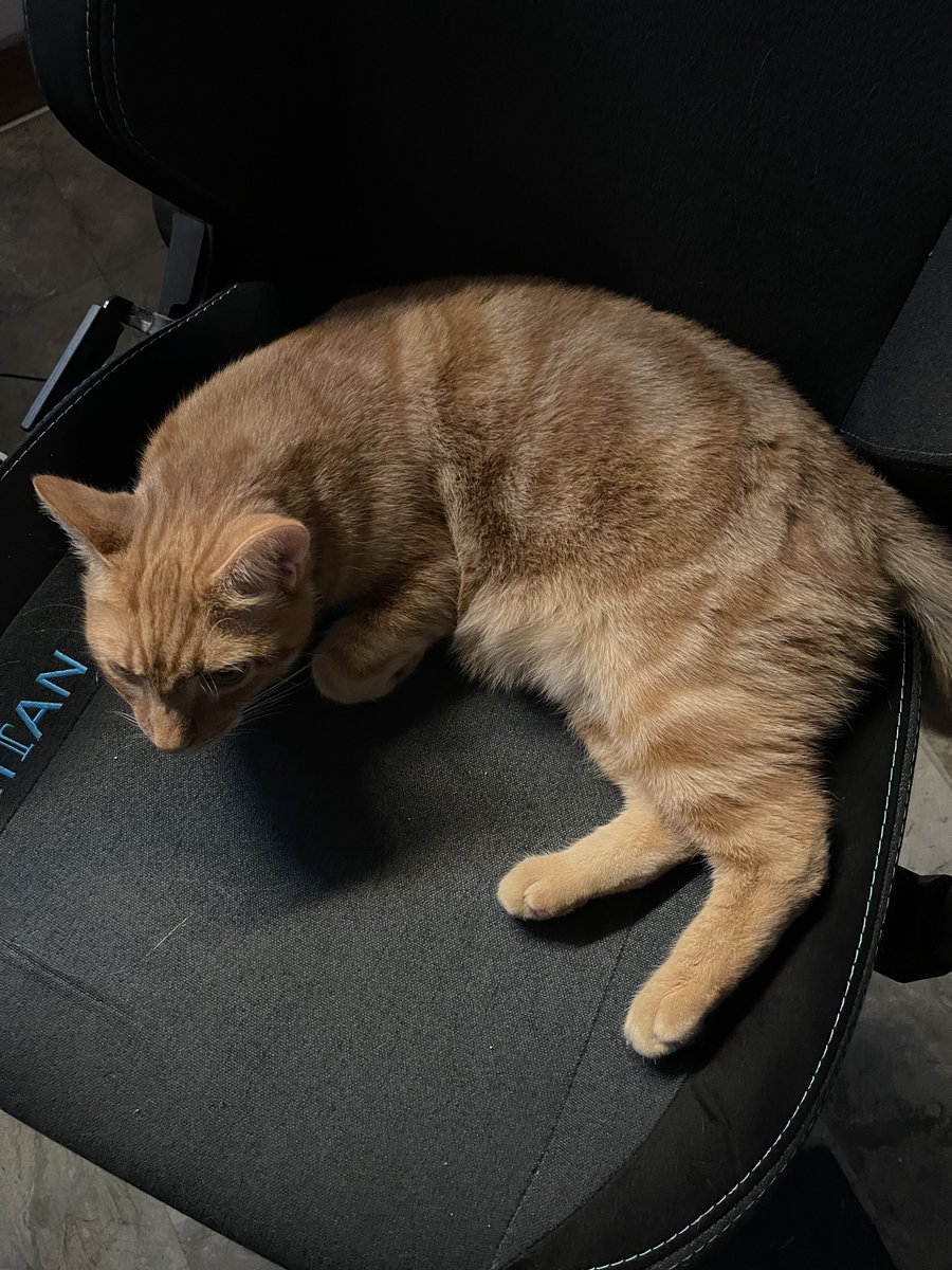 ThisGuyBryan's tweet photo. @secretlabchairs You think if I buy this I'll finally get my chair back? https://t.co/TxU0v5cVEv