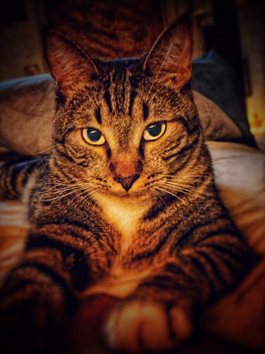 SassyMétisChick tweet media