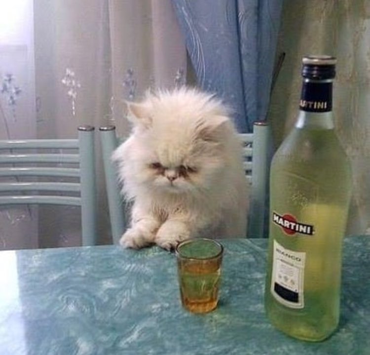 Out Of Context Animals (@cntxtanimai) on Twitter photo 