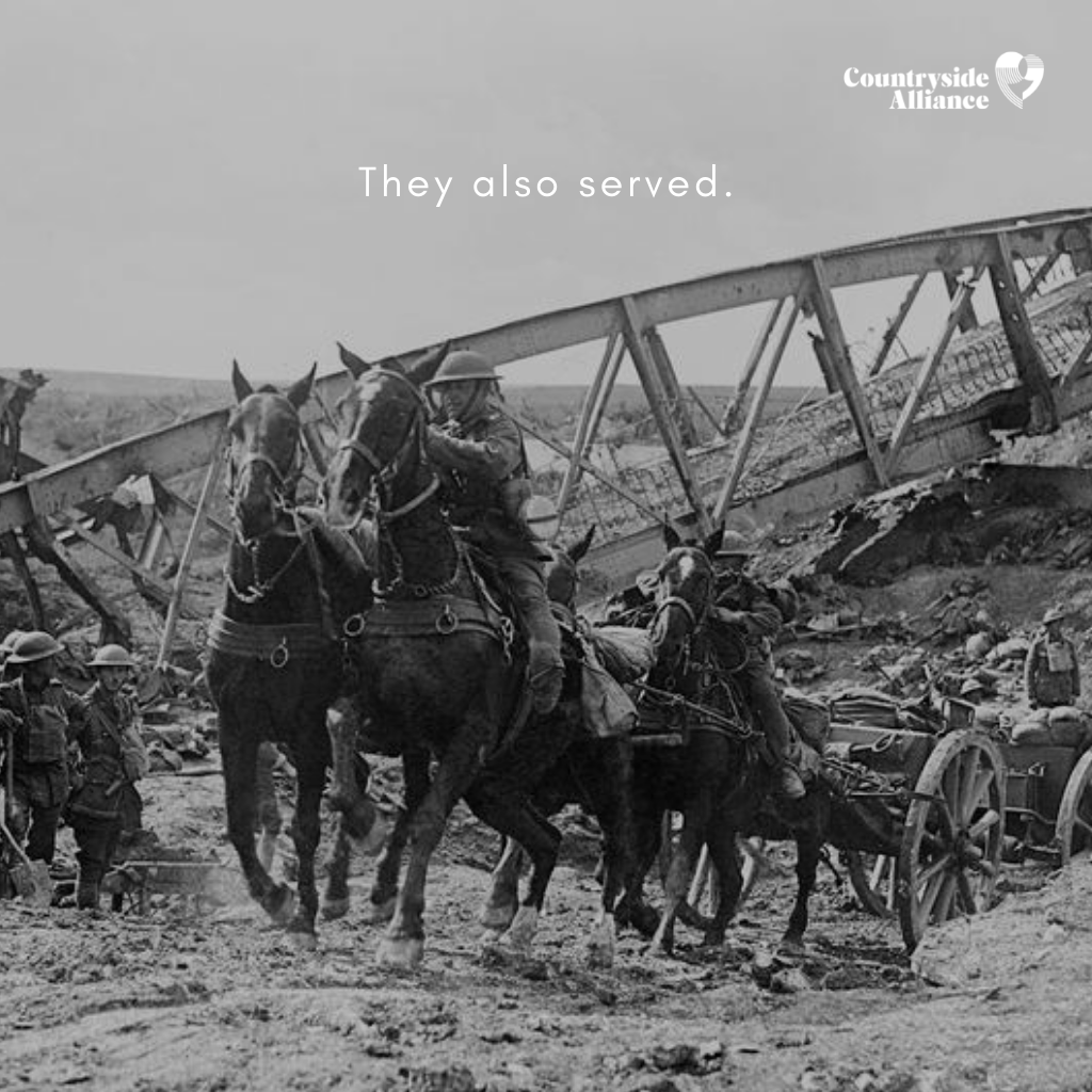 CAupdates's tweet image. During a time where men and boys fought for Britain, thousands of animals were sent across the English Channel to join them in the trenches. We remember their service, alongside every soldier who fought for Britain in her hour of need.

#RemembranceSunday #AnimalsOfWar