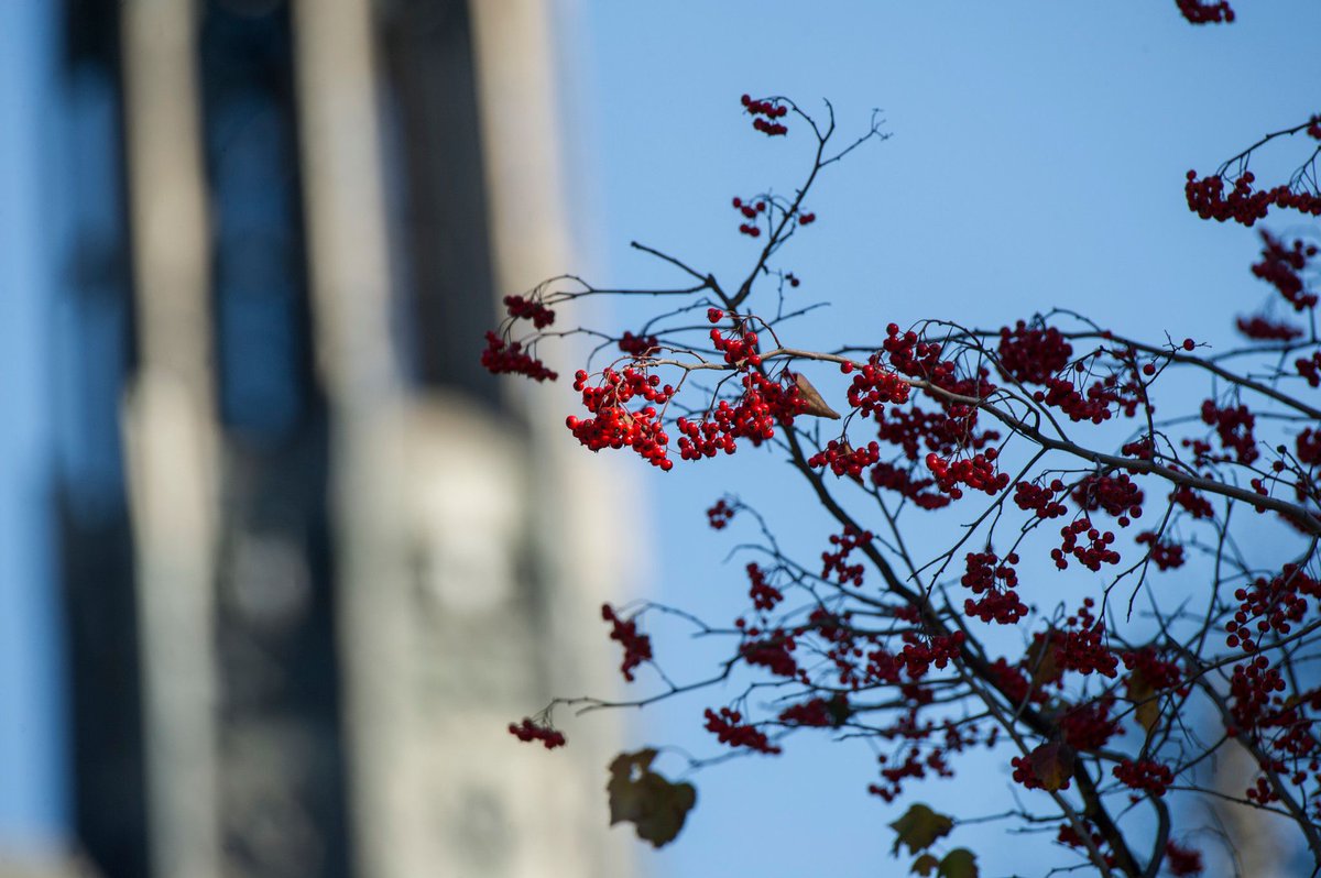 PittTweet's tweet photo. Campus leaves are red, burning Red. (Pitt's version). #RedTaylorsVersion https://t.co/39kgenx9xS