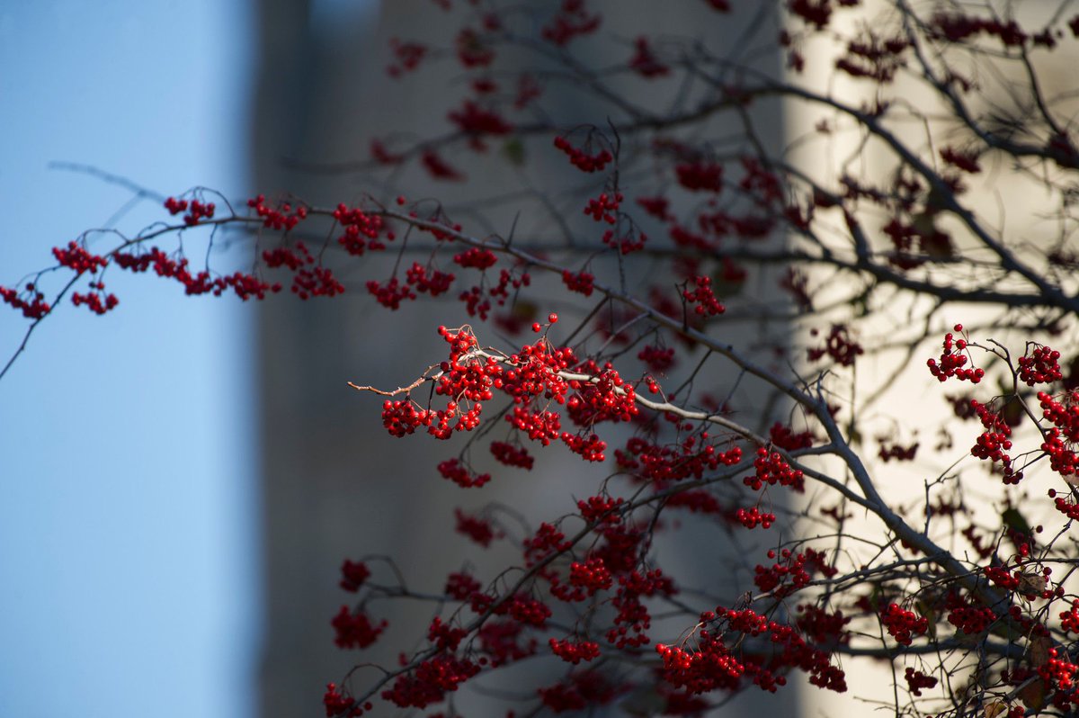 PittTweet's tweet photo. Campus leaves are red, burning Red. (Pitt's version). #RedTaylorsVersion https://t.co/39kgenx9xS
