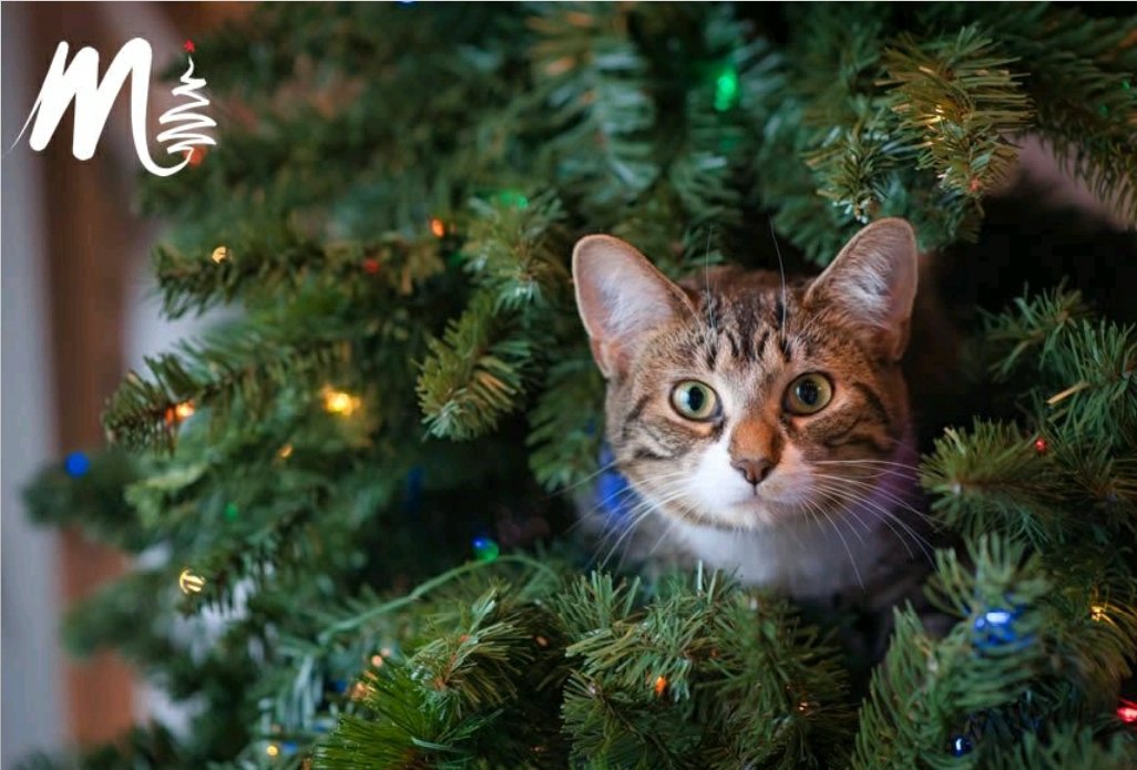 DigitalGong's tweet photo. Comment bien choisir son #sapin de #noël sur le nouveau blog de Morvan SAP1 :
https://t.co/aDKjiHgDl5
#xmas #cat https://t.co/sMPPQZhIuG