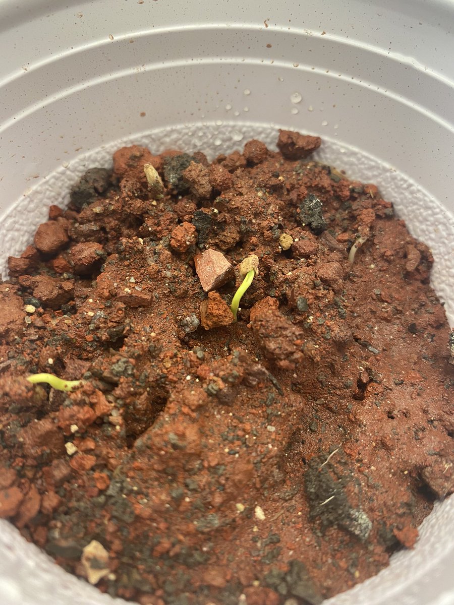 KsSteve63's tweet photo. I thought I lost them, but they live! #TheSpaceChileG1 in regolith! MM-1 regolith, air dried sludge (people poo) as organic material. #SpaceFarming #astrobotony #Mars #SpaceFood #GreenMars https://t.co/IuZbBA0pcF