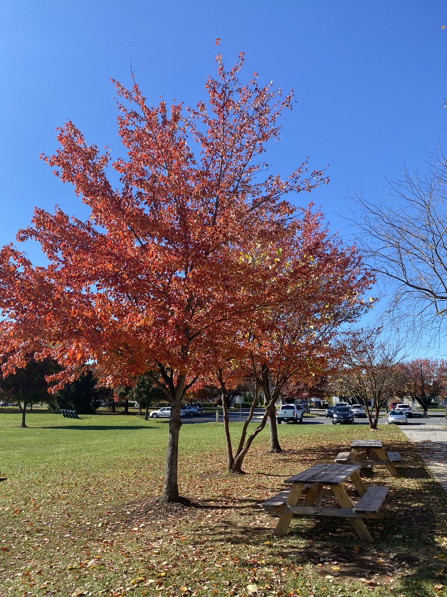 Beautiful natural changues at @dmiswps I am so grateful to be here and be a #ambassadorteacher #unitingourworld <a href="/ParticipateLrng/">Participate Learning</a>