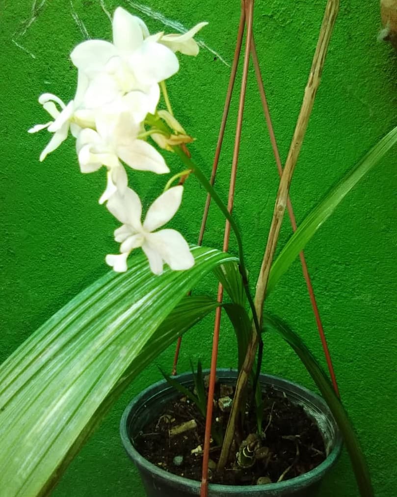 Ésta Maravillosa Spathoglottis alba es de Nuestra Cultivadora Elena Rojas. #ASORTA #Orquideas #Táchira #Orchidlovers #Orchidespecies #Flowers #PicsOrchid #orchidee  #Orchids #Instaorchid #Andes #SanCristobal #orquideologia #garden #Nature #Flora #Andes  #Venezuela