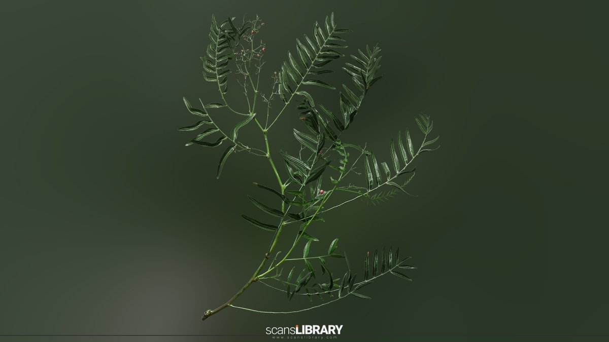 ScansLibrary's tweet photo. NEW / Schinus molle
https://t.co/q2O1M72GEs
#gamedev #GameArt #scanslibrary #scandata #photogrammetry #environmentart #UE5 #digitalart #cgi #3dmodeling #GameDeveloper https://t.co/CGL6SHLi3H