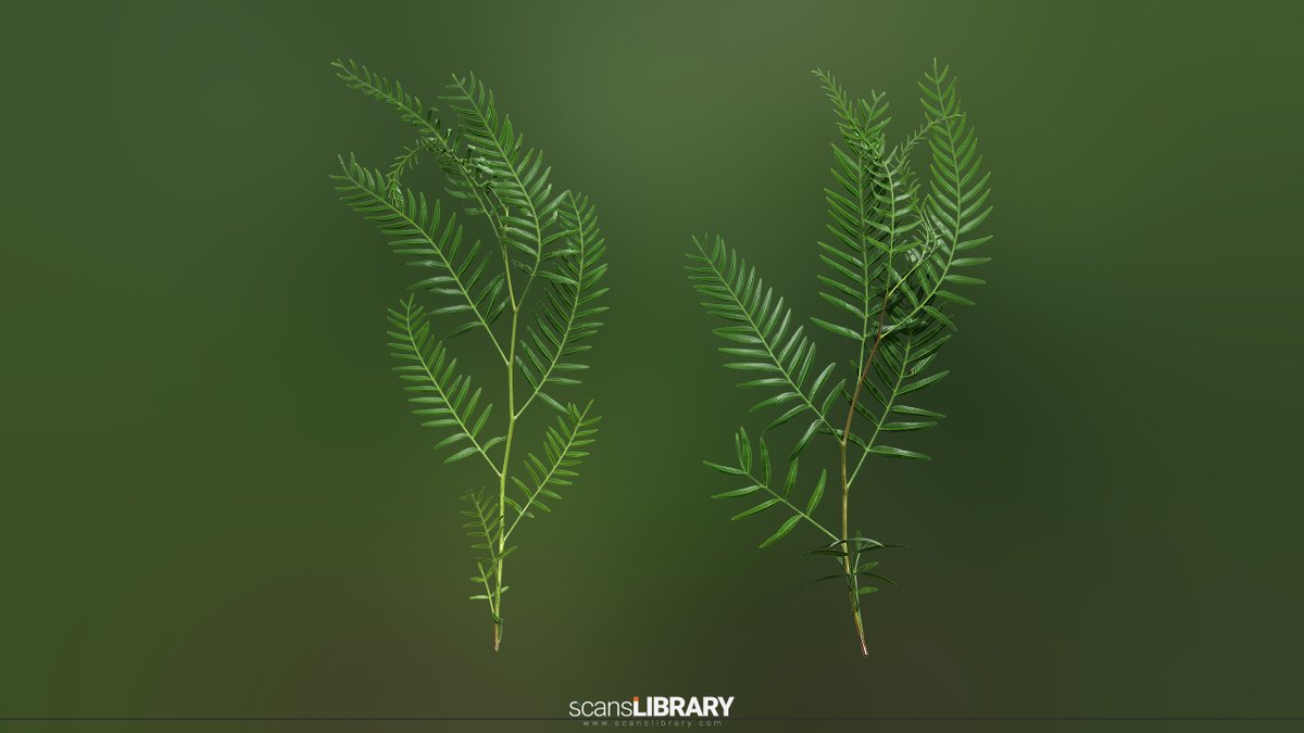 ScansLibrary's tweet photo. NEW / Schinus molle
https://t.co/q2O1M72GEs
#gamedev #GameArt #scanslibrary #scandata #photogrammetry #environmentart #UE5 #digitalart #cgi #3dmodeling #GameDeveloper https://t.co/CGL6SHLi3H