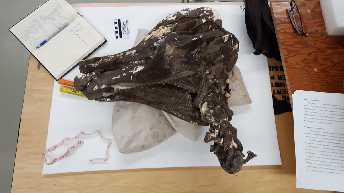 Tom_Dudgeon's tweet image. I'm spending some time at @MuseumofNature looking over this gorgeous #Corythosaurus skull today! This individual died as a subadult, so its crest wasn't fully developed. #FossilFriday