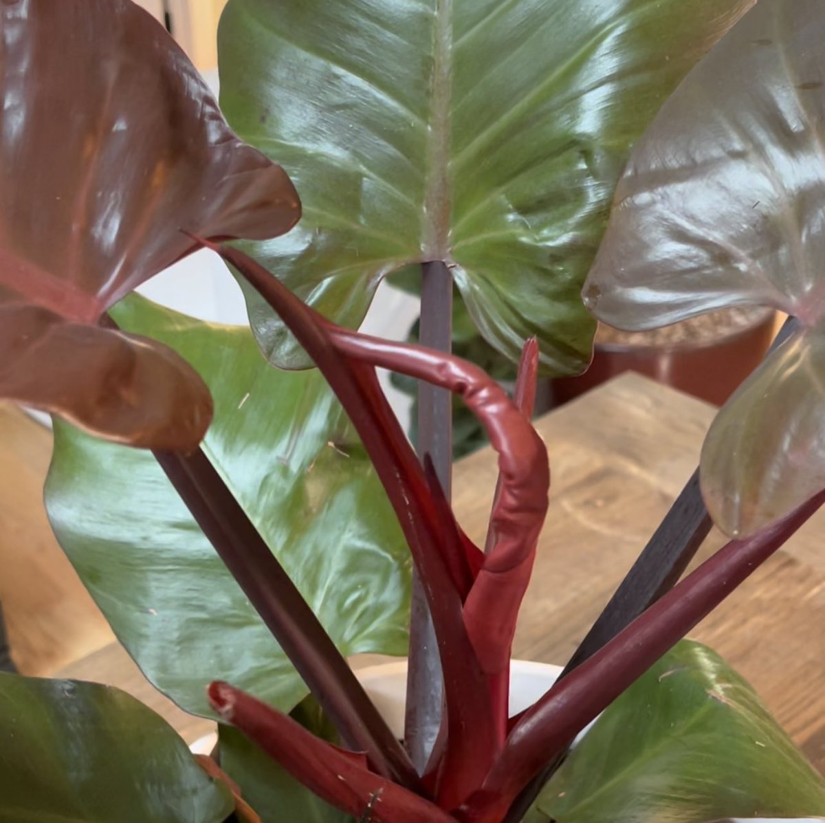 tylermossop's tweet photo. Happy Friday! #PlantTwitter https://t.co/TiWxo3bSjq