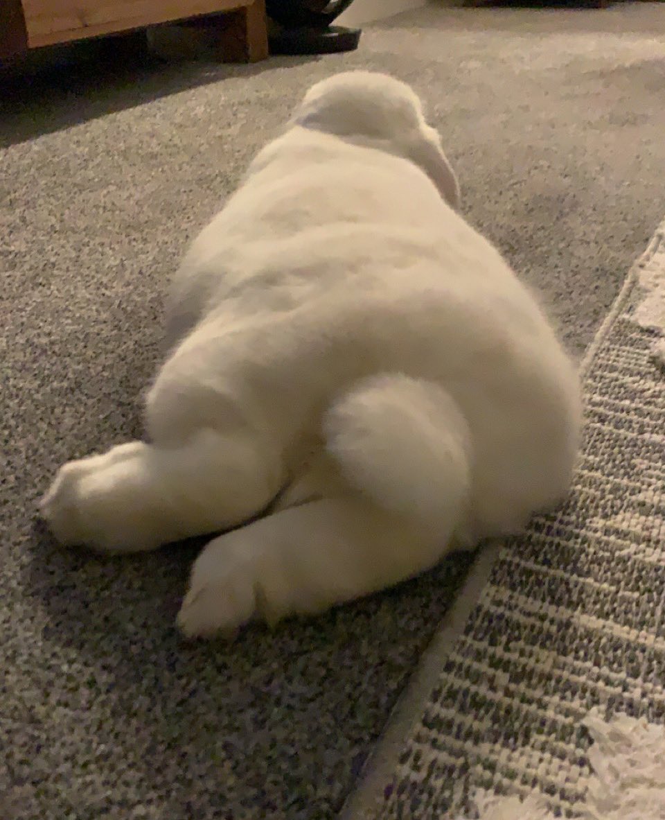 bunbox4's tweet photo. Can you guess what day it is? ๐
You got it โฆ #bunnybuttfriday
#bunbox #minilopsofinstagram #minilops #minilopsofig #minilopsofinsta #miniloprabbit #bunnyrabbit #rabbitsofinstagram #rabbitenrichment #petaccessories #rabbithouse #rabbitsofinsta #netherlanddwarf https://t.co/NgpmeWuGk7