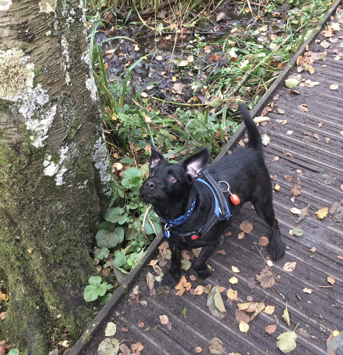 asifamhp's tweet photo. #TeamDog #TeamHound #AMHPhound 🐶✔️
or we will send the #GrumpyAMHP round - capisce ✔️ https://t.co/KAbY3DISvc