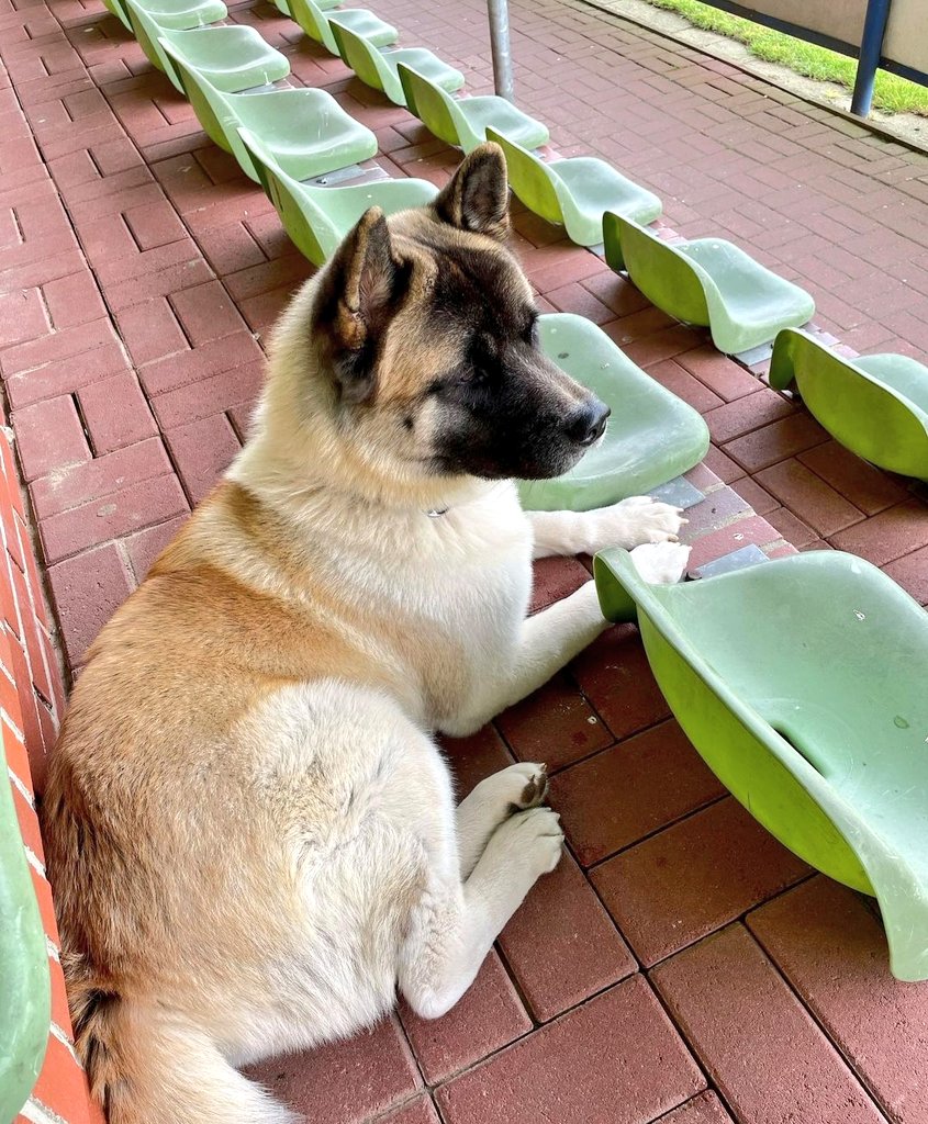 sportplatzhunde's tweet photo. Toller #Awayday in der Kreisklasse #Cloppenburg für #AmericanAkita May (1) beim SV BW #Galgenmoor. Sein Herrchen hat mit dem FC #Lastrup 2 sogar mit 4:1 gewonnen. https://t.co/4ZHi4owm6s