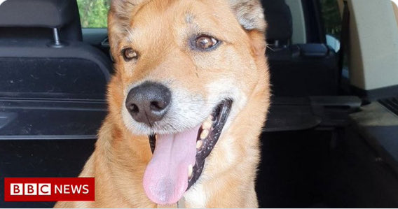 Animal_Watch's tweet photo. PLS RT
Dogwalker's van with six pets inside stolen in west London https://t.co/dvuQdgBljM @bbcnews  #PetTheftReform #PetTheft #dogs #London @ruskin147 https://t.co/6fYsj2uBL2