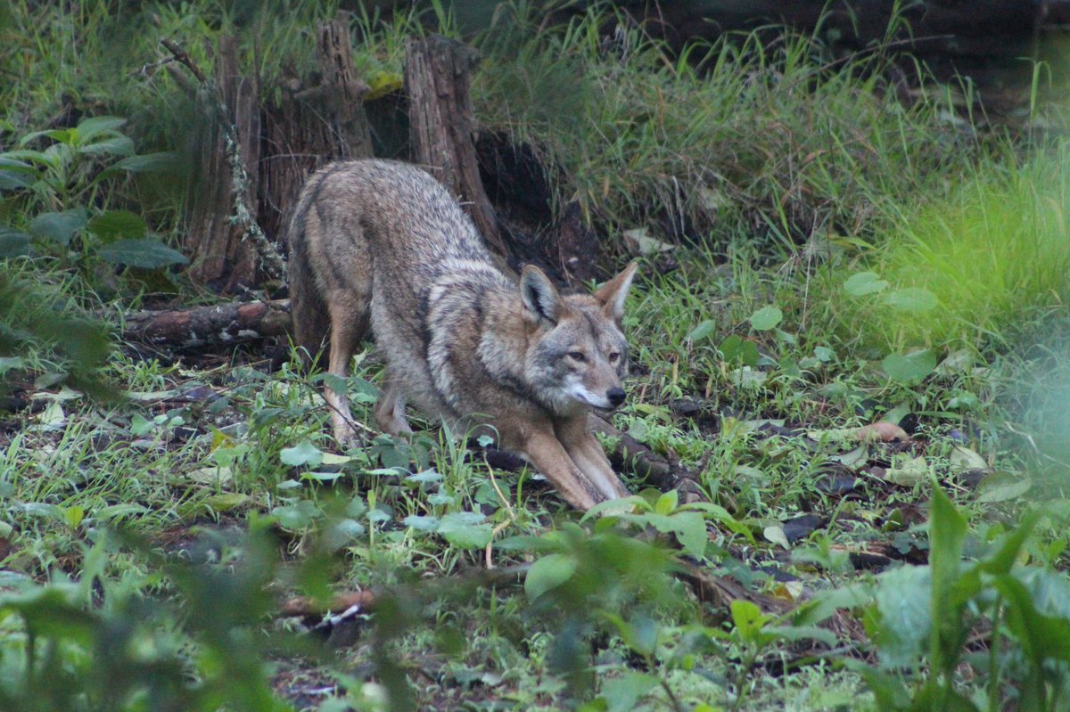 Stephen Riffle, Ph.D. tweet media