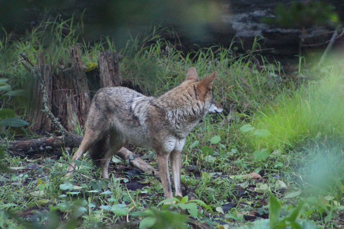 Stephen Riffle, Ph.D. tweet media