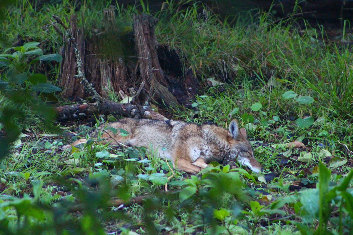 Sooo today I got to watch a #coyote take a nap in Golden Gat Park, and it was GLORIOUS