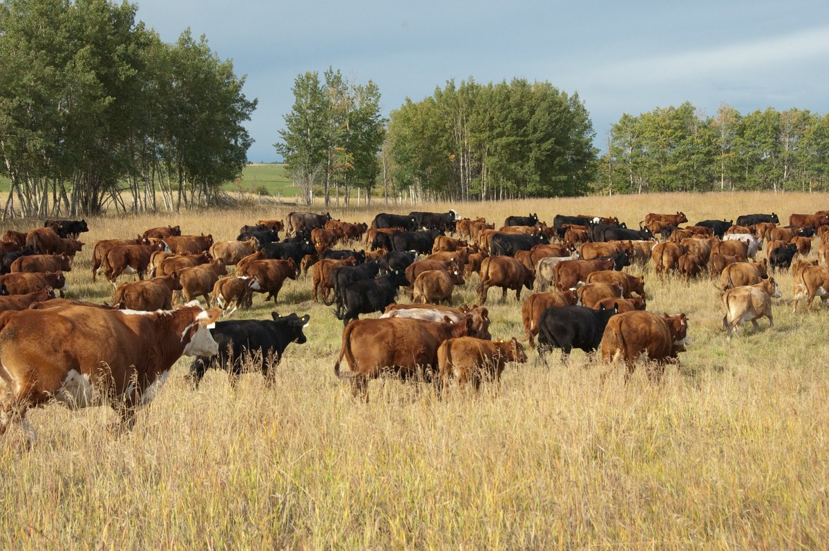 RDARAlberta's tweet photo. “We haven’t collaborated like this before, and I think that’s why this is so exciting and transformational for the industry.”

https://t.co/r0kucQ2BDt

Read how #RDAR investment is helping develop a unified digital platform for the #genetic data of #cattle. 

#Absci #Abag #CBIN https://t.co/WAx0ow5QgC
