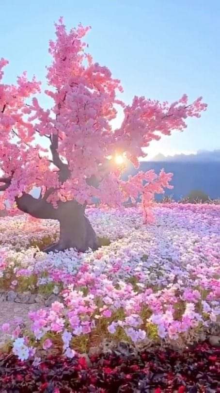 IzabelleCova's tweet photo. @mary_veas1 @vikasknirmal @saulastam @Hrishikesh_1409 @jr1Gt30G3ijFvXh @Alexa17101614 @maype7 @Titas37 @shanti_flowers @krosen_nw @Marietta117 @1redroc @Evelina_Firsowa @Lydia_Filatova @Alina__Mazina @Valeri_Panova @Irina_Ulisova @Yulia_Svetlova @AdelLion14 @SuvorovaValeri @Daria_Ladamina @Karina_Svetova @L_Roshchina @Karimova_Kris @ilona_gerolskay @Roza_Gord @math_007tutor @polina_lapidus @eoff_sylvia @interesn0vsem @karina_lando @cukushka @actwives @gl0riyas @nina55055 @sywnps @Bighearts6 @TulipPenney @SuzanneLepage1 @yasnezhana @Svetlana_Burina @fraterfdisk @AmaduOsman10 @ok_zwj @Rus004Opora @AdrianaIepure @zorlat Your'welcome dear Mary!
#TheColoursOfNature https://t.co/2GwmvPvMhD